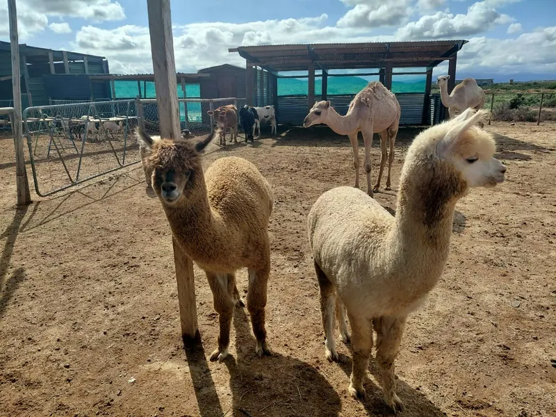 Two alpacas in the foreground with camels behind them in a fenced farm pen on dry ground