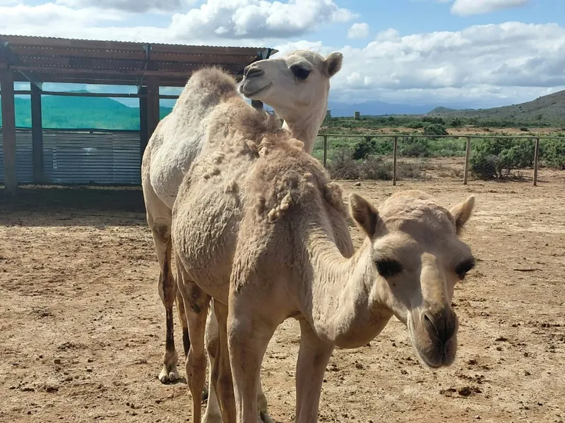 Two camels standing close to the camera at a farm fence with pens and hills behind