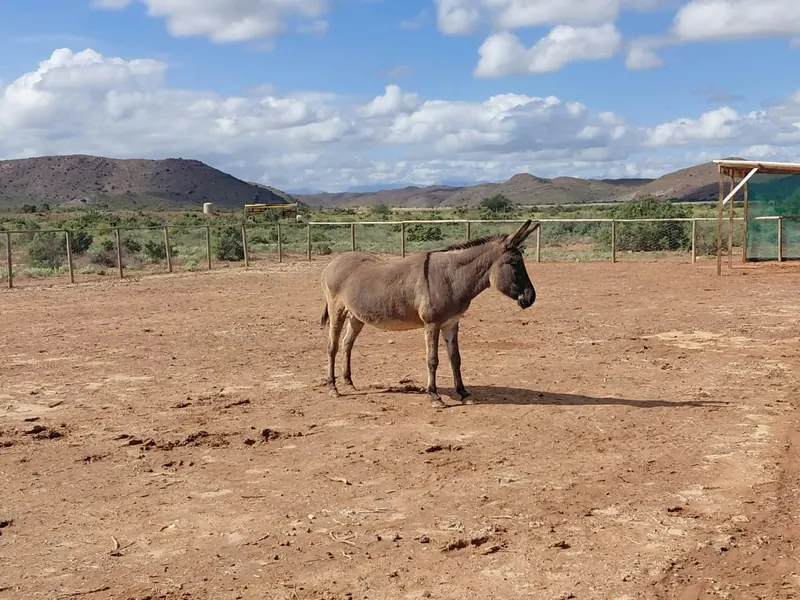 A grey donkey standing alone on open sandy ground with fencing and hills in the background