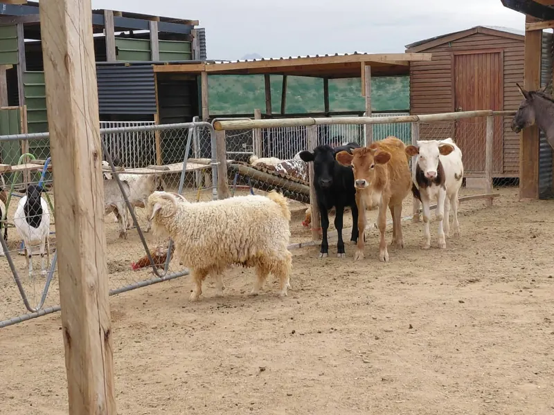 Angora goats, young cattle and a donkey standing together in a farmyard beside timber and stone outbuildings