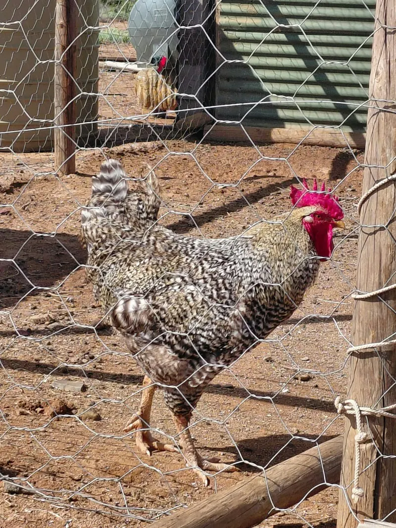 A speckled free-range rooster walking past a wire fence on the farm